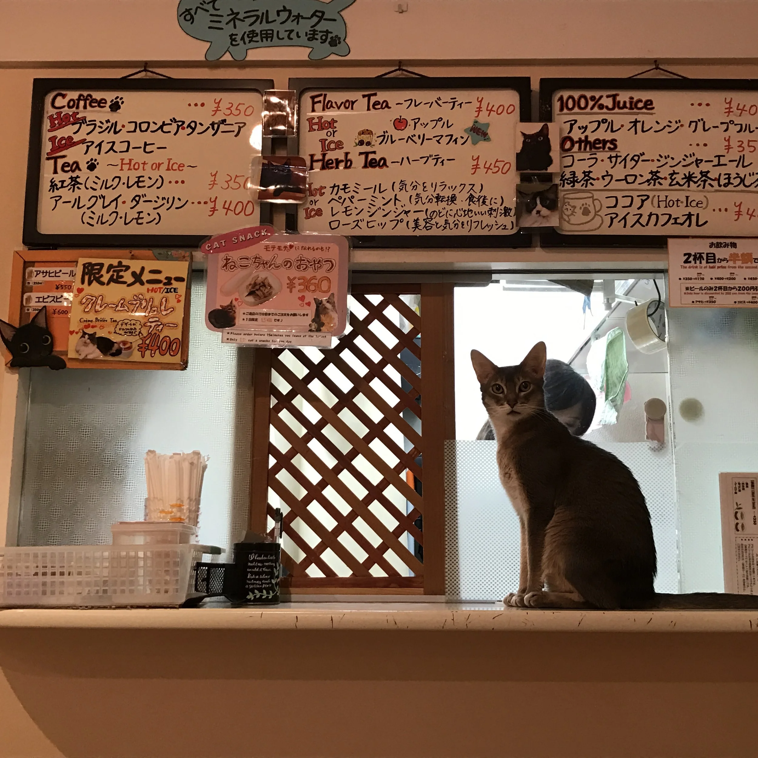 Cat Cafe JaLaLa — The Neighbor's Cat